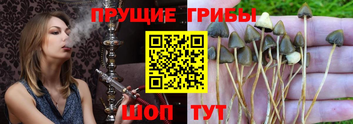 Псилоцибиновые грибы Psilocybe  Псилоцибиновые грибы Psilocybe  Торжок  Вход с VPN 